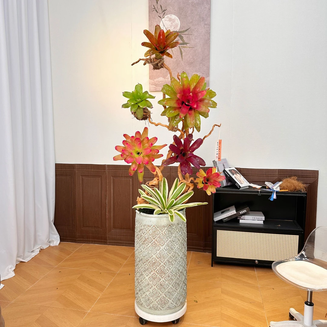 积水凤梨桌面落地盆栽网红造型盆景高端办公室内绿植客厅大盆栽