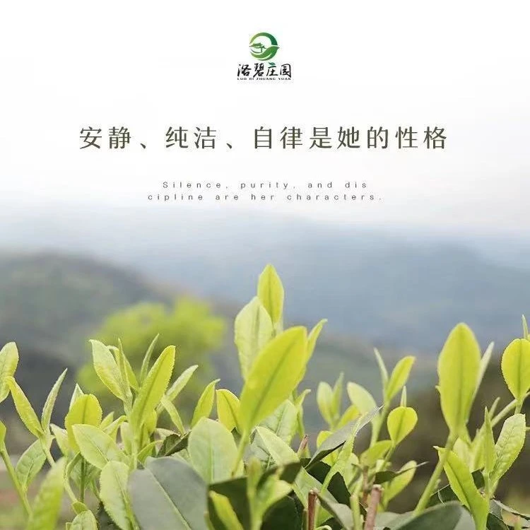 贵州农产品洛碧庄园农村土茶绿茶125g装产地直发毛峰绿色干净好喝