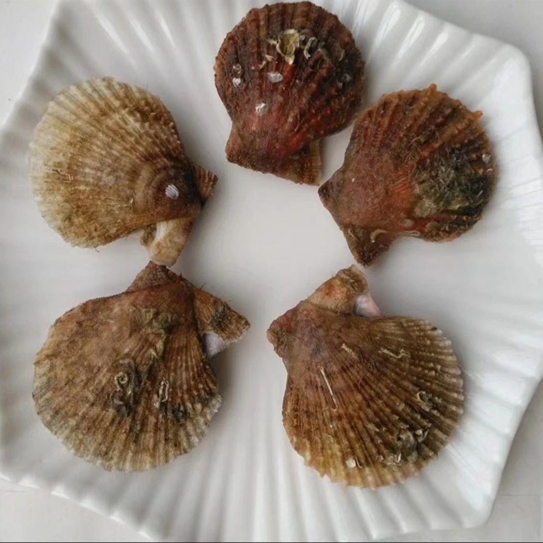 新鲜扇贝100g±10g/只