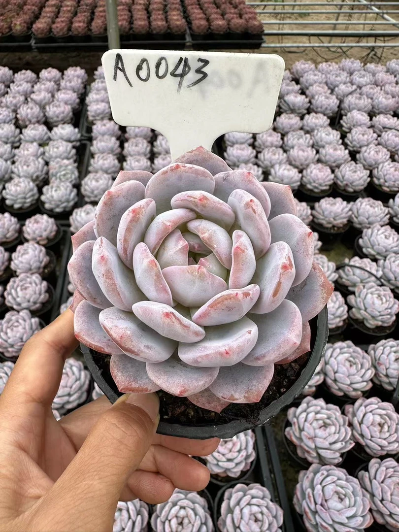 10#富橙多肉植物  前男友精品多肉 A0043