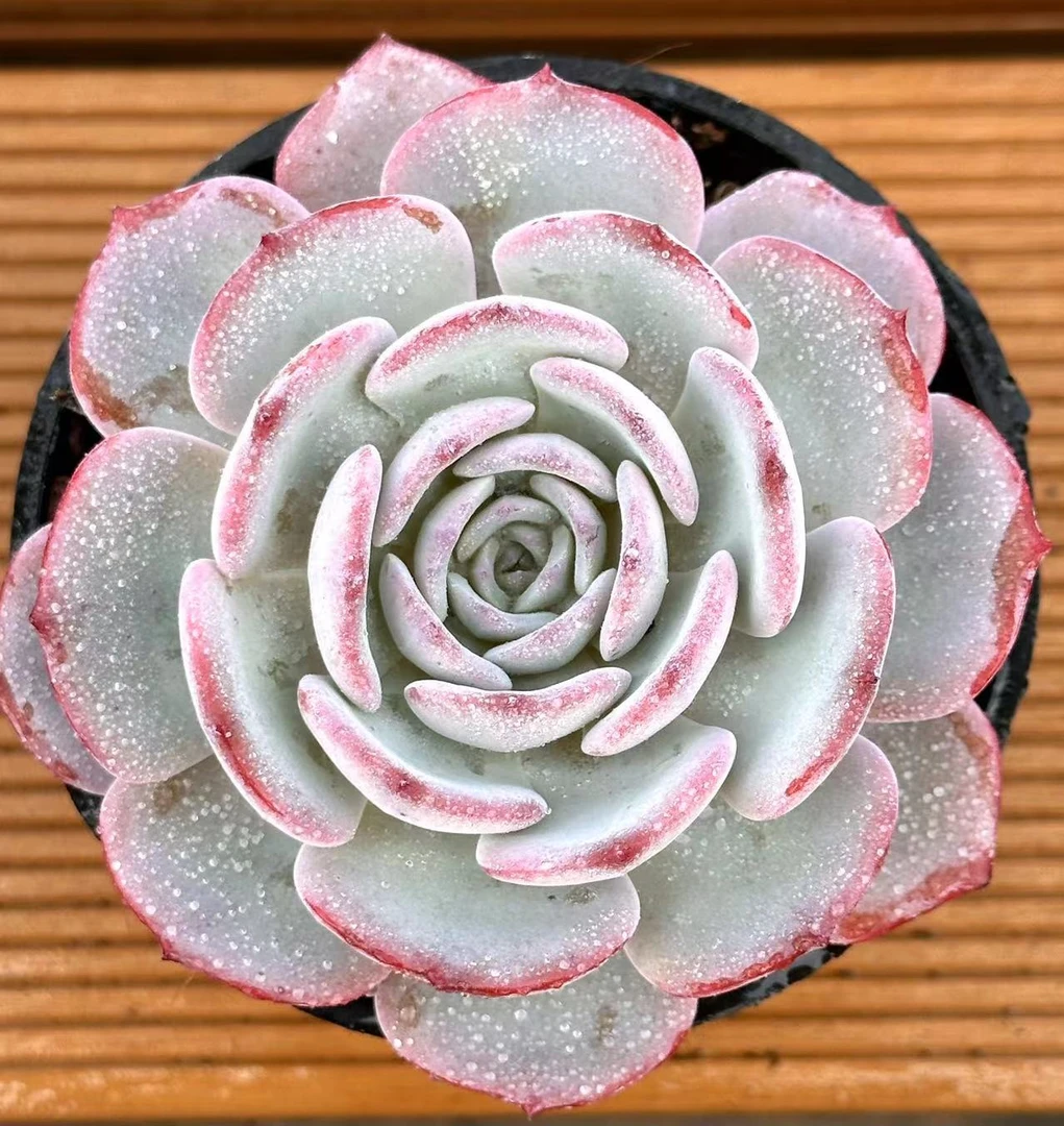 10杯蒂芙尼蓝  前男友精品多肉 SM0029