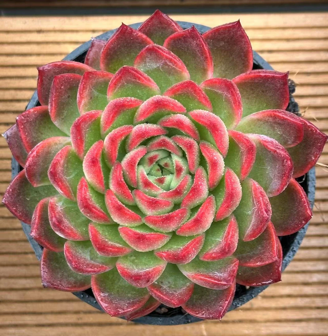 10#薇薇新娘 多肉植物  前男友精品多肉 sm0901