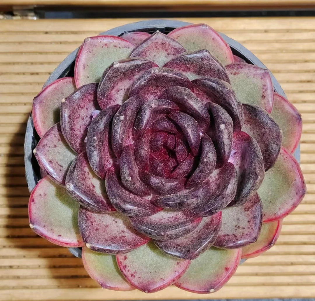 玄妙  前男友精品多肉 SM0517