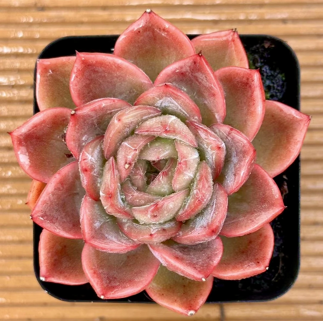 彩橙 前男友精品多肉 SM195