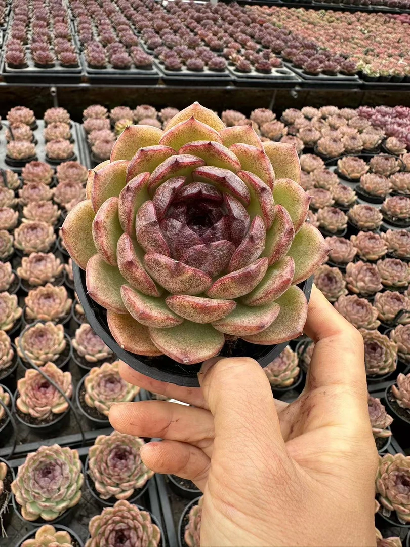 10#七十二变多肉植物  前男友精品多肉