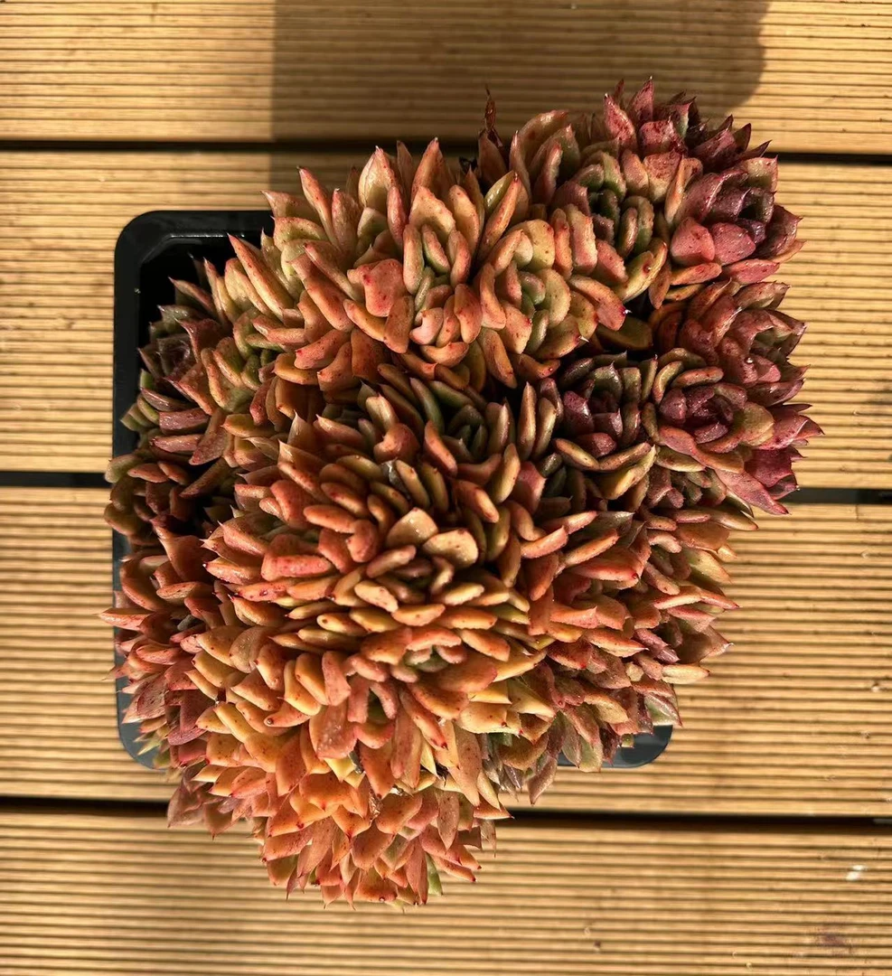 18#黑玫瑰朵朵缀多肉植物    前男友精品多肉