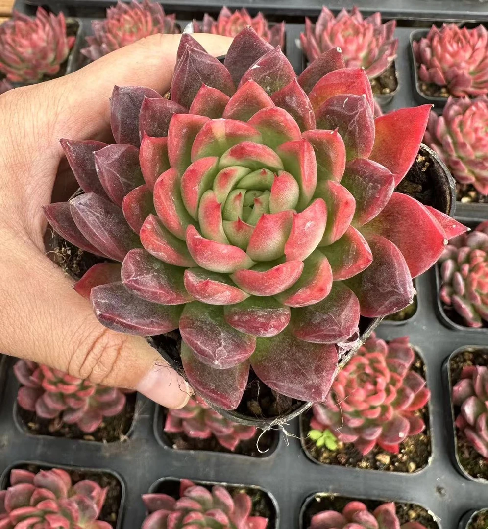 7#红酥手多肉植物  前男友精品多肉