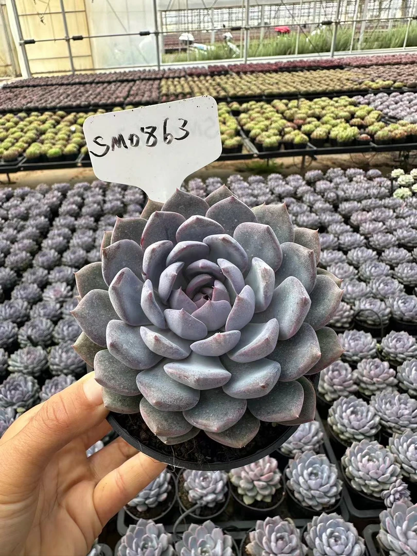 10#玄涯子多肉植物  前男友精品多肉  SM0863