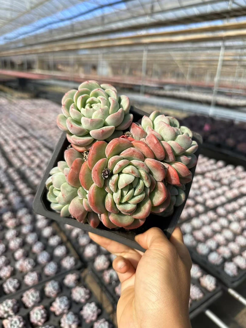 15#美人妆四头起  前男友精品多肉