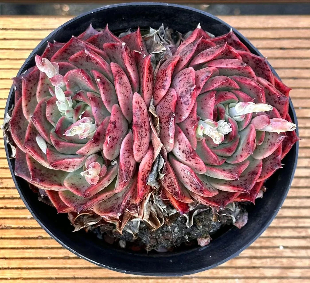 12杯双头草莓蛋糕  前男友精品多肉