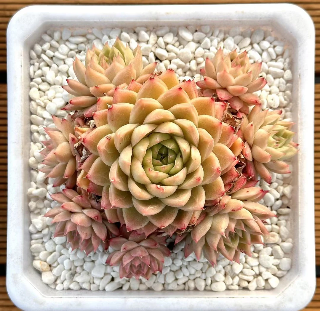 18杯缃色群生 前男友精品多肉  SM58