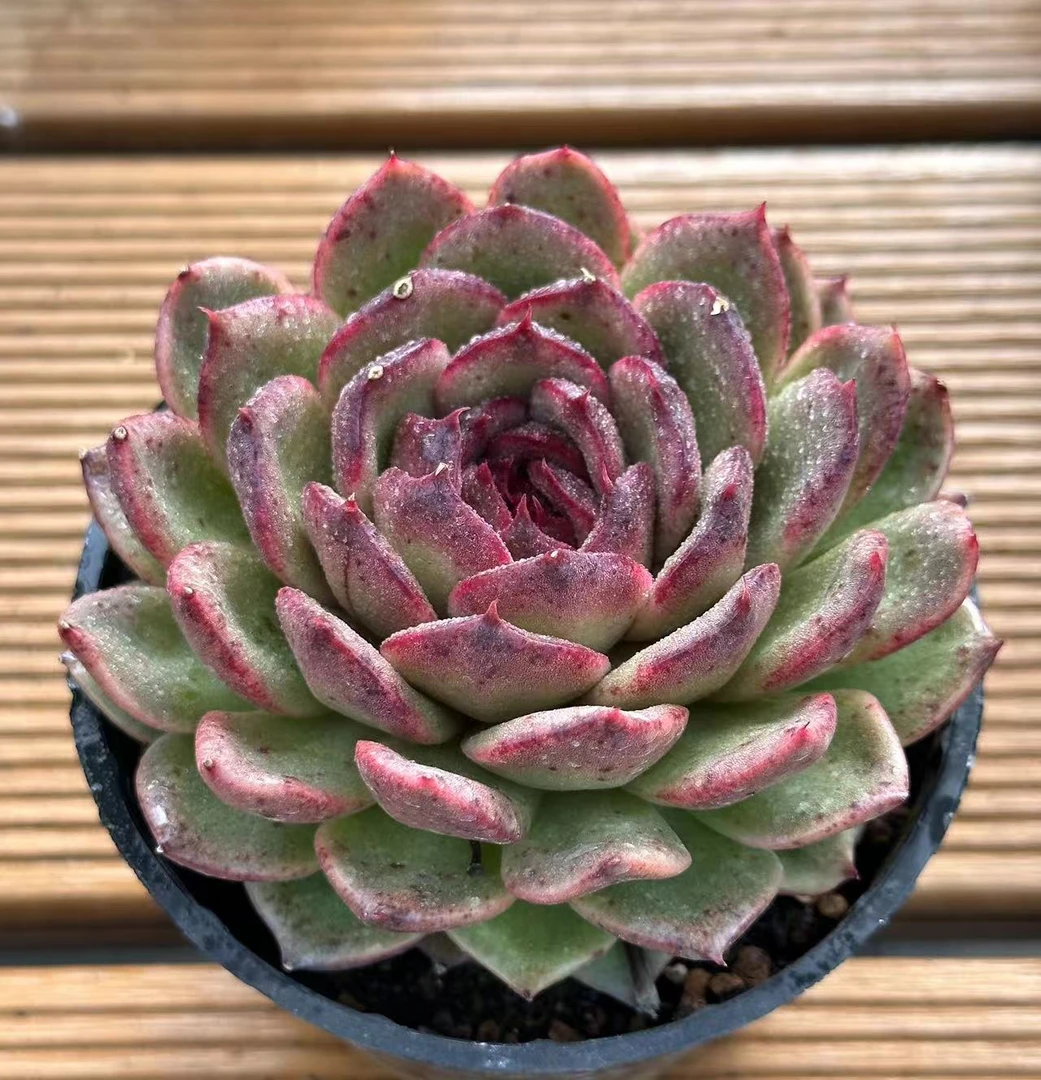 10#巧克力月亮多肉植物sm0667 前男友精品多肉