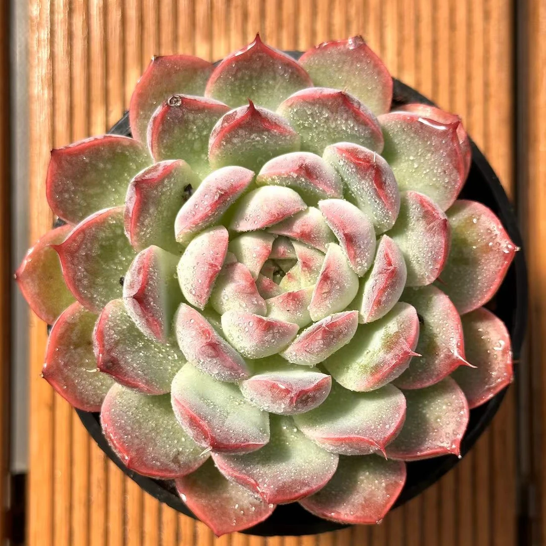 10杯水冰月 前男友精品多肉 SM1037 (1)