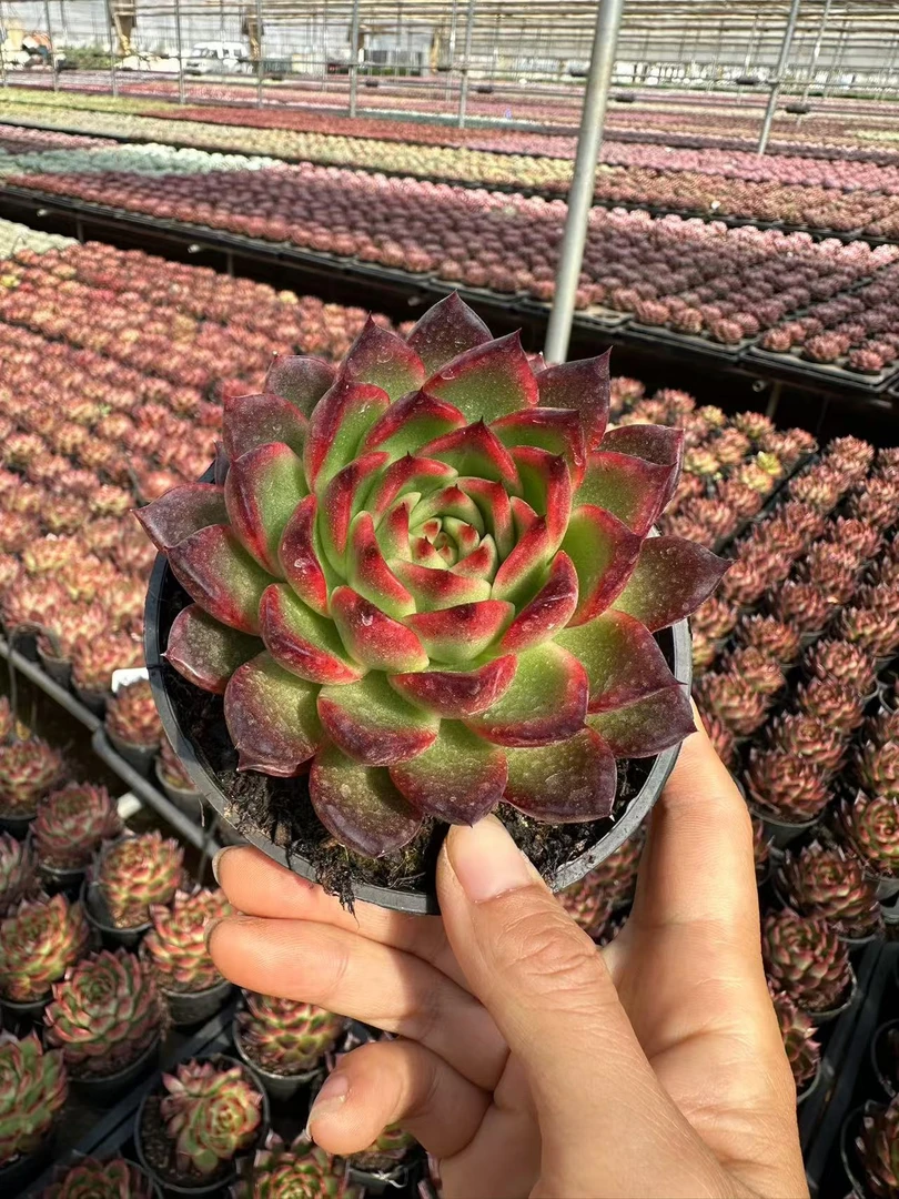 10#果冻幽兰多肉植物  前男友精品多肉