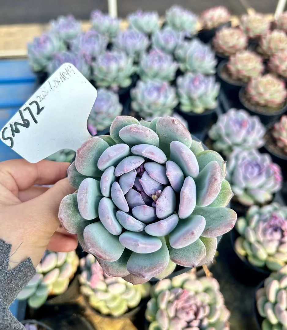 10#迷雾花园多肉植物    前男友精品多肉SM672