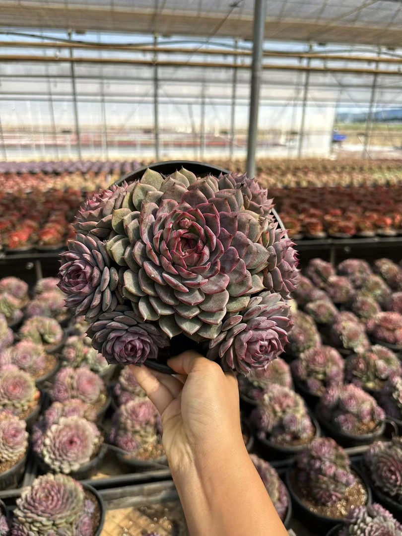 20#玄韵群多肉植物      前男友精品多肉  SM0514