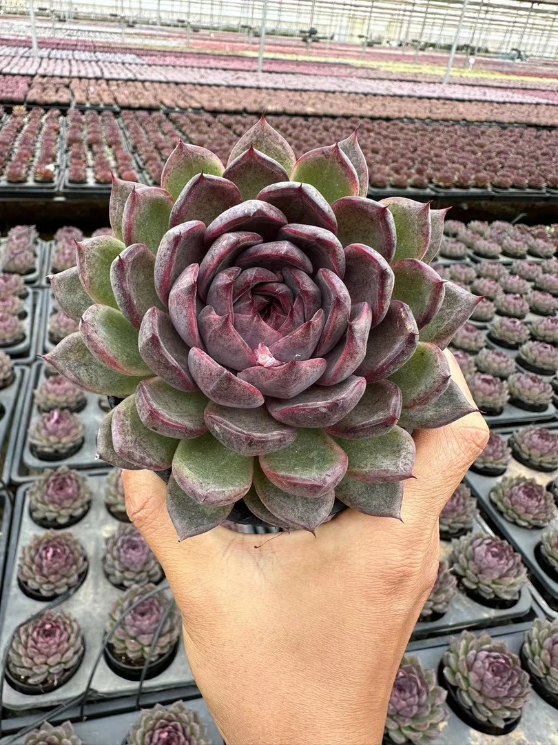 12#大紫怡多肉植物  前男友精品多肉 SM0700