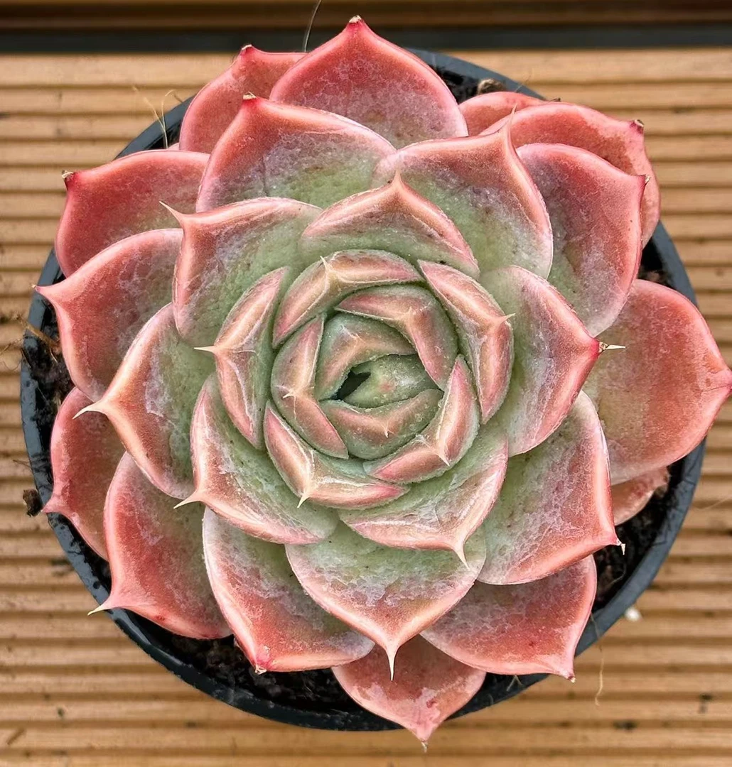 10#画心单头或双心多头多心     前男友精品多肉sm0952