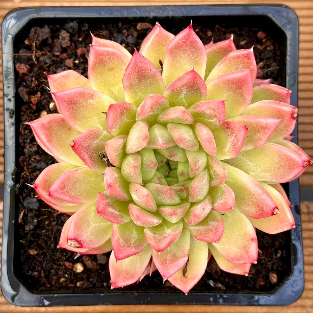 15#香水百合多肉植物    前男友精品多肉 SM1082