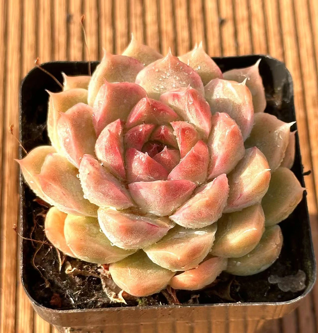 沁心女王 前男友精品多肉 SM248
