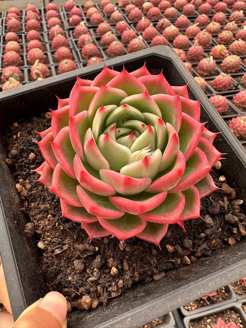 10#清迈多肉植物  前男友精品多肉SM1107