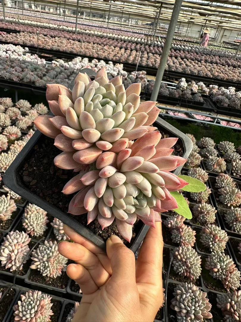 15#香橙多头  多肉植物前男友精品多肉