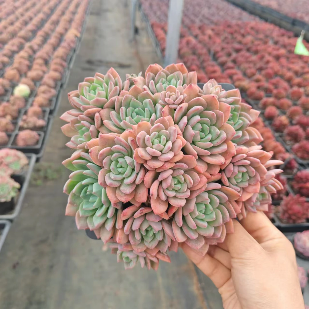 16#小桃红多肉植物  前男友精品多肉