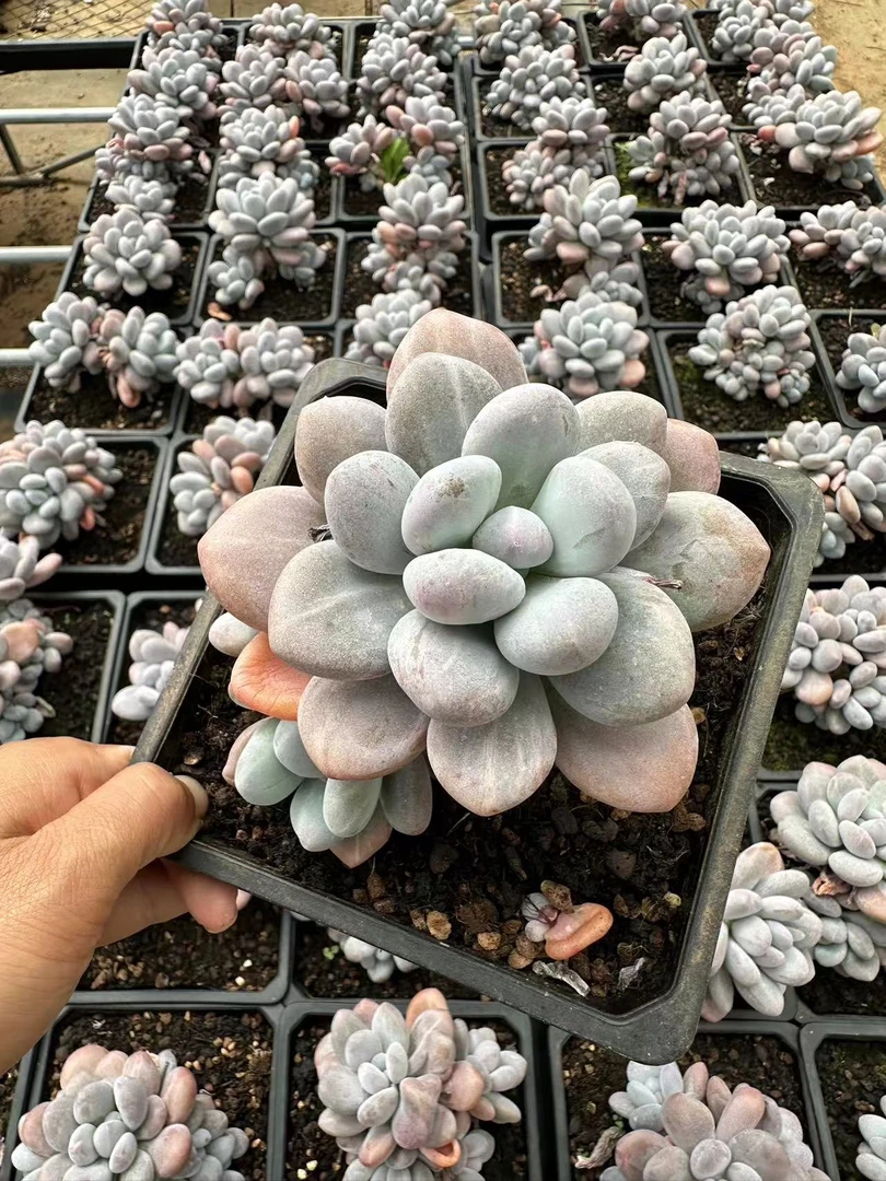 15#福美人多肉植物 前男友精品多肉