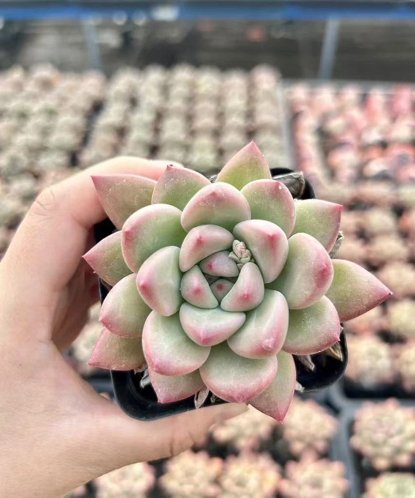 7#桃桃乌龙多肉植物  前男友精品多肉SM0271