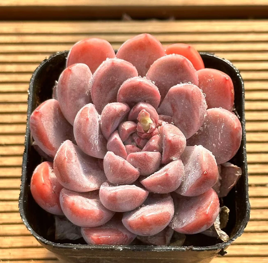 七方杯艾梦  前男友精品多肉