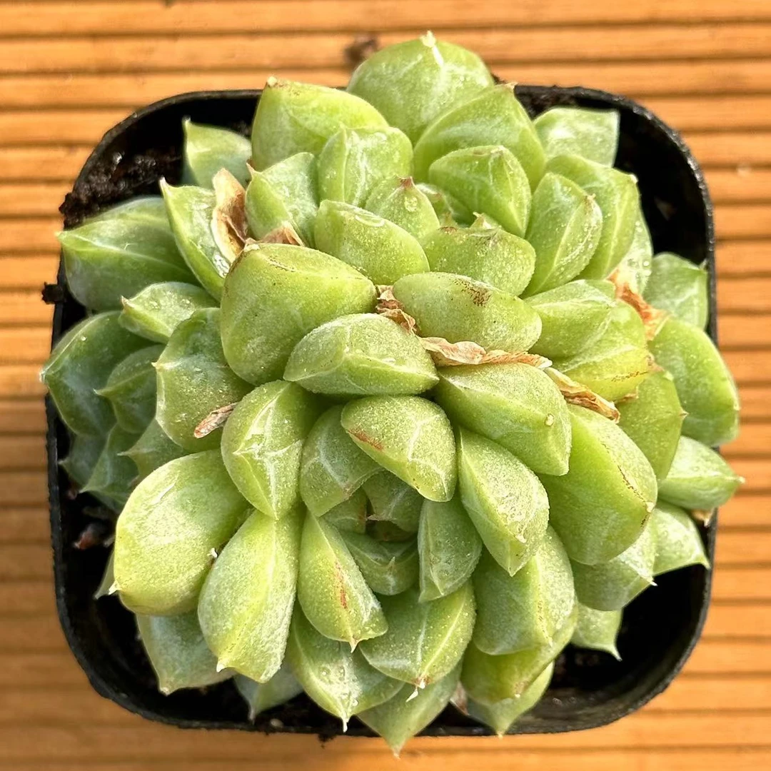 七方杯绿钻珍妮  前男友精品多肉 SM69