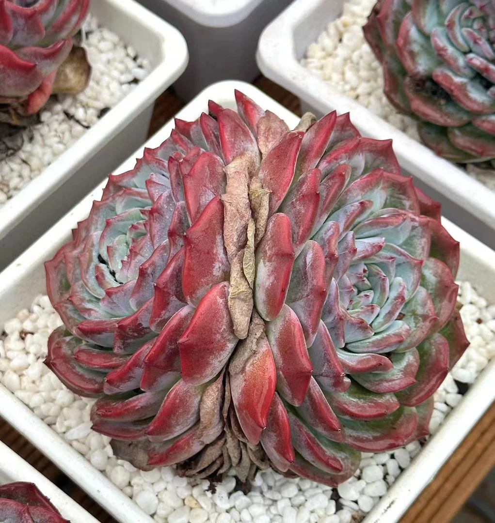 18#赫本双头多肉植物  前男友精品多肉 A162 (2)