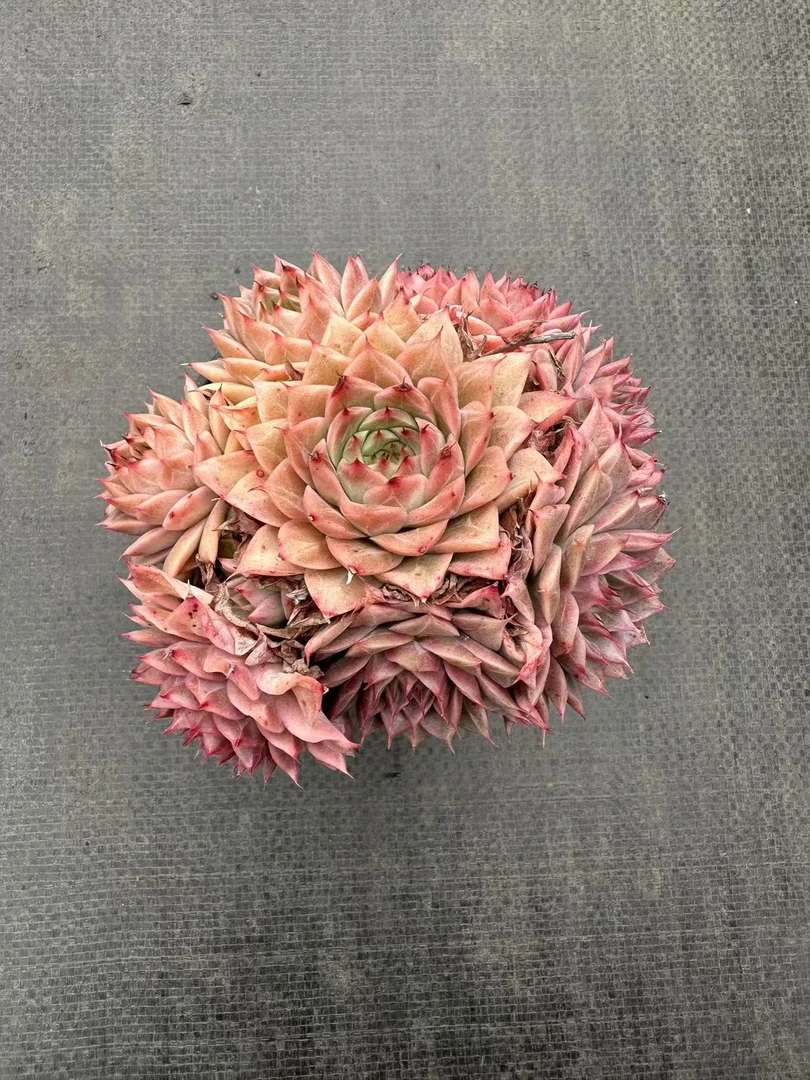 10#环岛多肉植物       前男友精品多肉