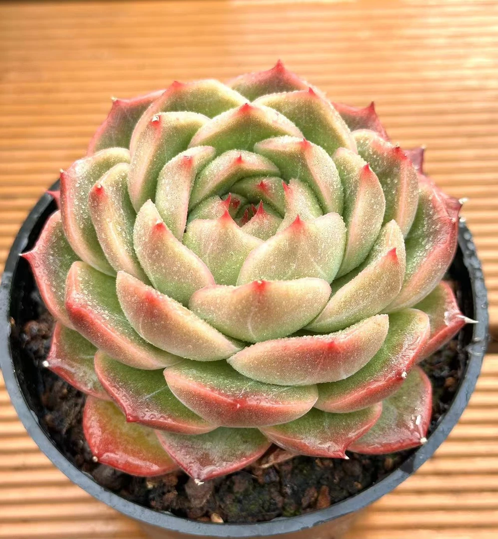 10#菠萝橙多肉植物 前男友精品多肉 SM0802