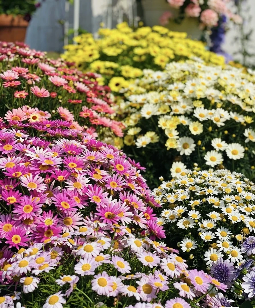 秘【一物一拍-玛格丽特】开花机器好养易爆盆玛格丽特庭院阳台花卉