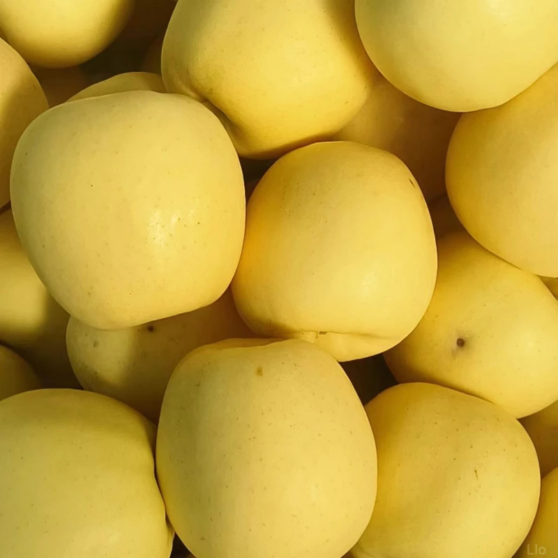 大果黄新鲜苹果老人辅食粉面孩子刮元帅香蕉帅泥辽宁香甜黄金果园