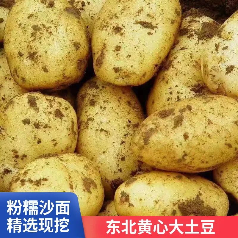 现挖新鲜土豆整代包邮农家蔬菜餐馆直供黄心马铃薯当季新鲜蔬菜
