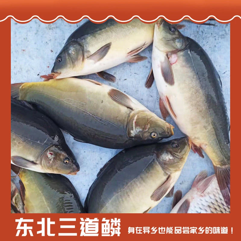 东北三道鳞鱼鲜活淡水鱼冷水鱼肉质鲜美包邮