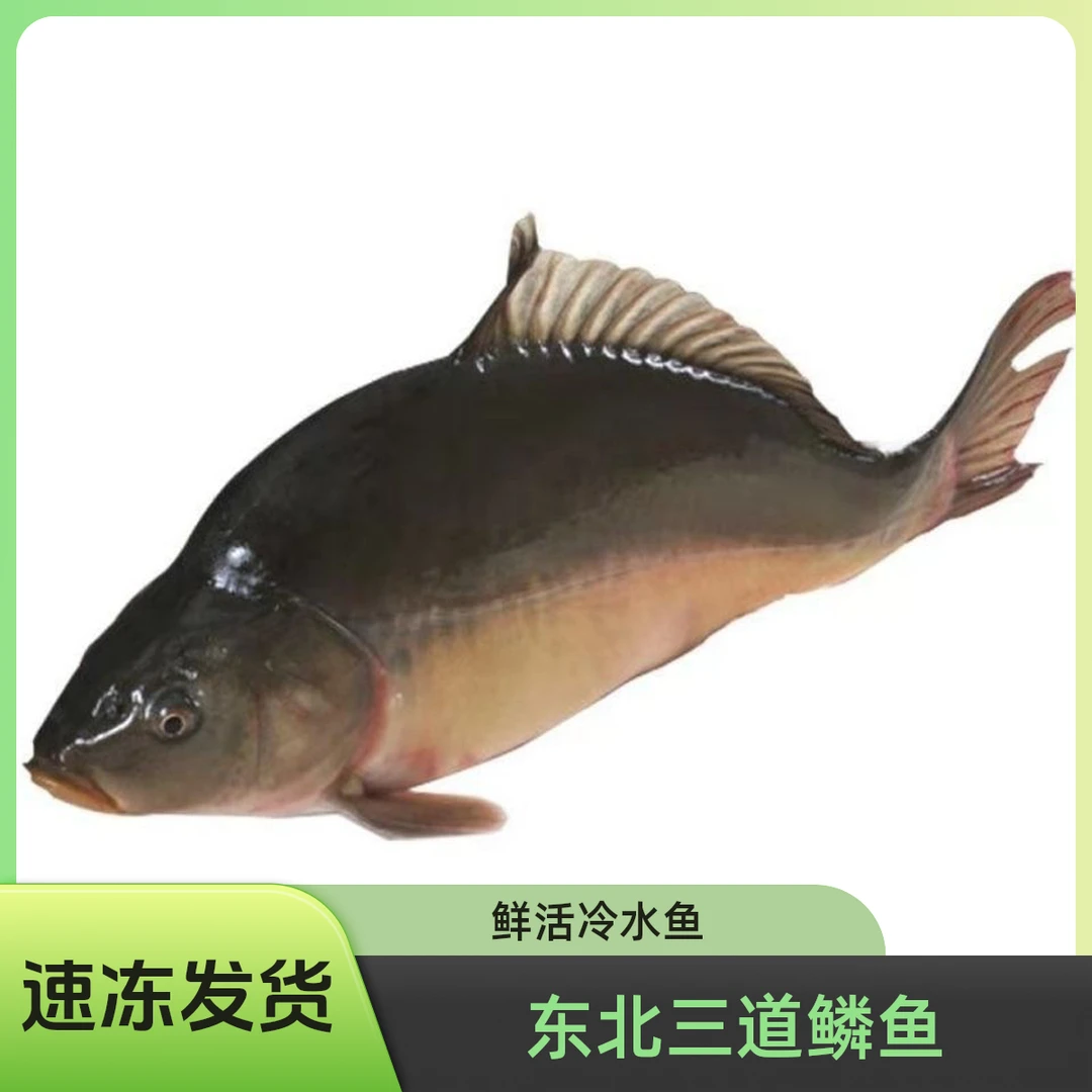 正宗东北三道鳞鱼无鳞淡水鱼鲜活速冻包邮生鲜食品蔬菜