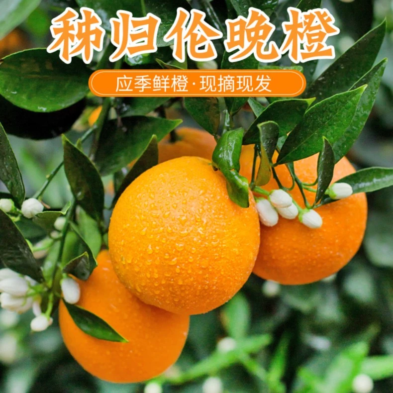 【坏果包赔】现摘秭归伦晚脐橙新鲜应季水果净重5斤/9斤包邮