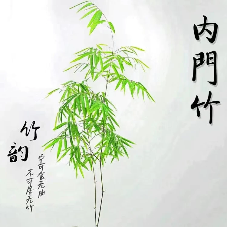 {自选价格}内门竹产自我国台湾省屏东县内门村故名