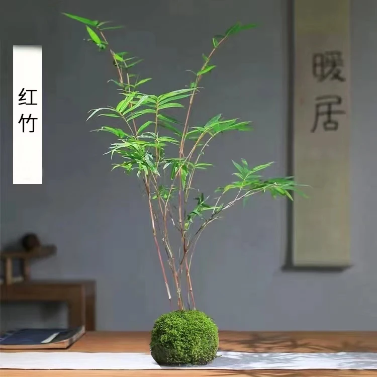 水培苔藓玉红观音四季常绿四季常绿花卉绿植好高端盆景好养易活