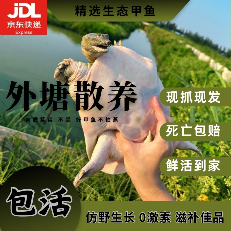 【组合福利款】稻田外塘生态散养甲鱼农村散养仿野生甲鱼