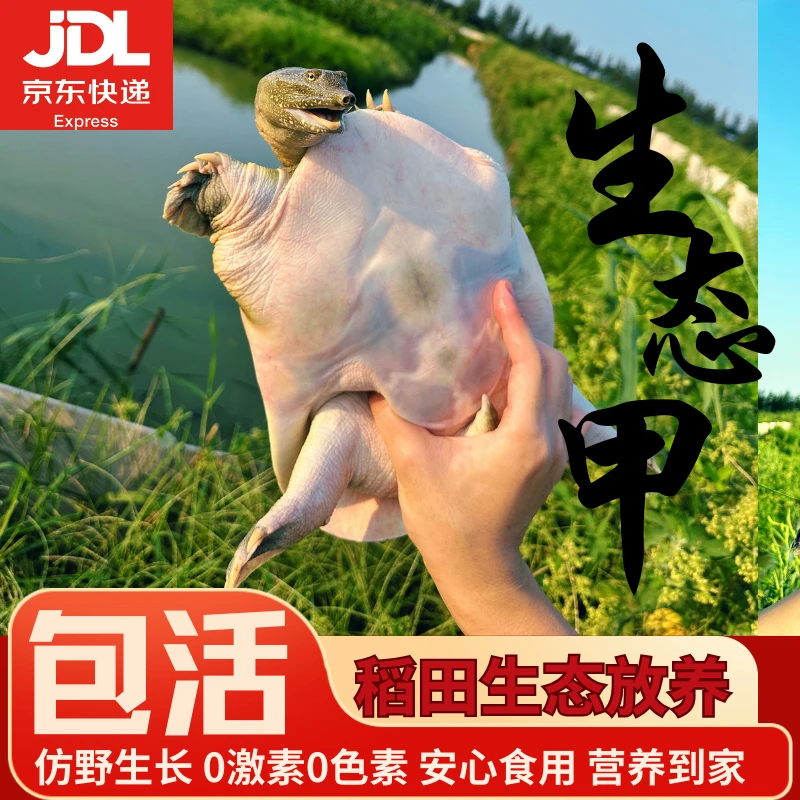 【鲜活】新鲜外塘纯生态散养甲鱼青黄背白底绿色滋补养殖食用活物