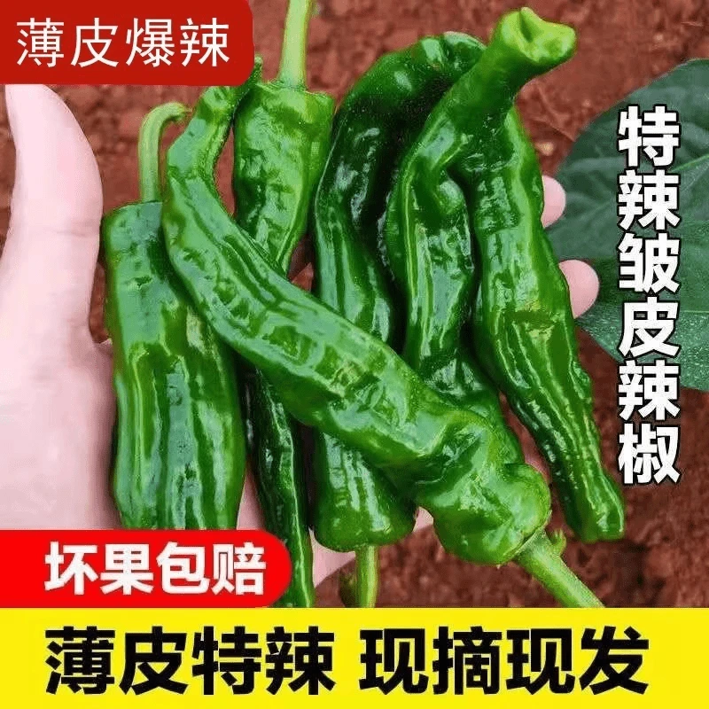 湖南本地皱皮辣椒爆辣特辣软香辣