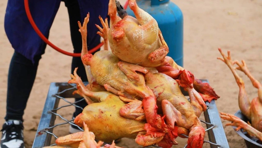 晓爸家的肉铺 林下养鸡 纯粮食鸡 散养土公鸡 包冰率不含冰