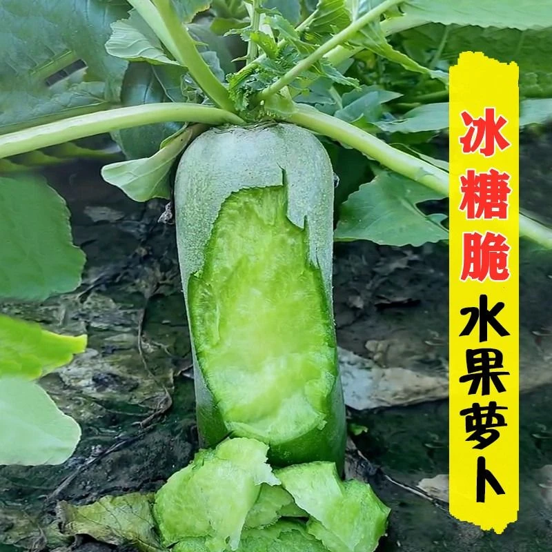 水果萝卜种潍青萝卜种脆甜沙窝萝卜秋季农家现拔现发脆甜口感包邮