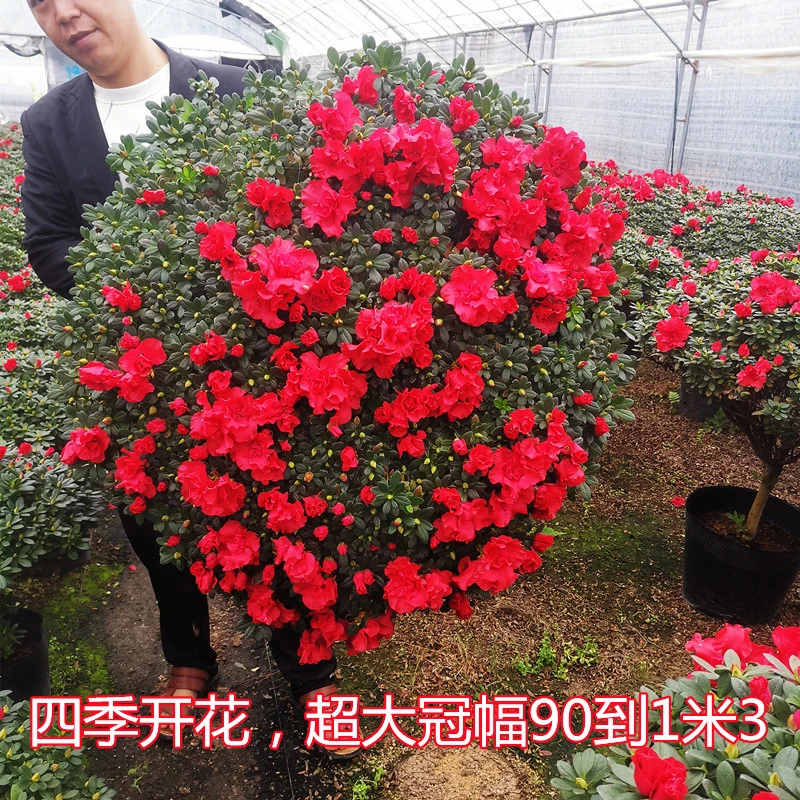 特大杜鹃花精品老桩造型盆景庭院别墅绿植四季花超大杜鹃耐寒耐热