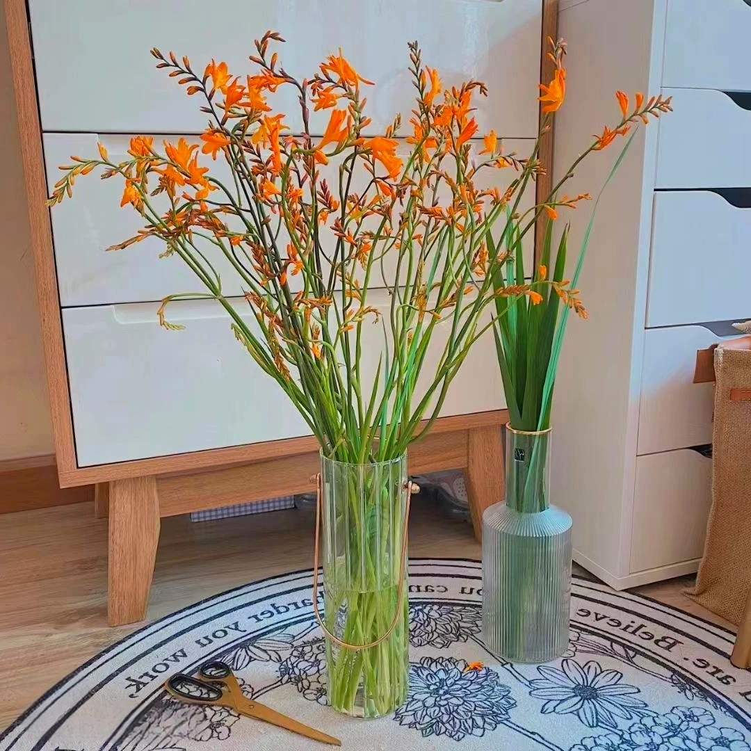 火焰兰鲜花当季花材家用插花卉辅材云南昆明基地直发家用插花花束