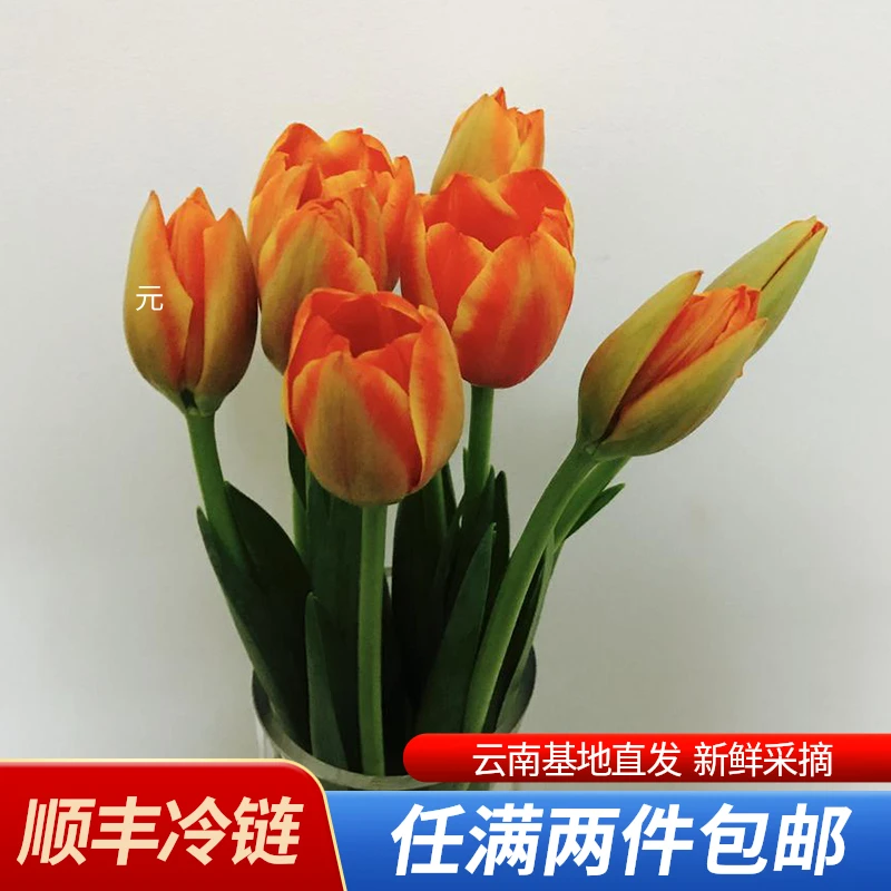 郁金香鲜切花鲜花云南直发速递家用直批水养真花束插花材顺丰冷链